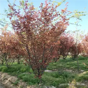 ����Ե ֦�ɲԾ��������ķ羰�� ����18��Ҷ÷��