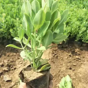 �˱����졪����ݱ�����