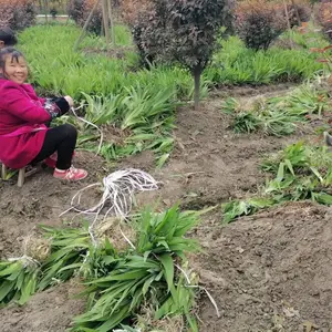 �����β***�� �Ĵ��β�Ļ��� �βС�������