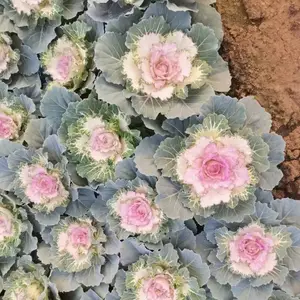 ���¸��� �ڻ�ϵ�� ��ɫ���� ɫ�ʷ��� ��ʽ���� �Ͷ��ͺ��ͺ� ����