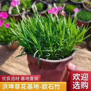 欧石竹 山东花卉基地销售 时令花卉批售 欧石竹盆苗 绿化工程花卉