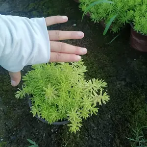 佛甲草工程苗基地 批发佛甲草绿化小苗 佛甲草杯苗