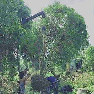 晋江树葡萄生长基地 泉州市绿生农业开发供应