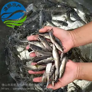 �������Ⱦ��ˮ��ֳ�������� ��β�t�������缼�� �����滮 ��������