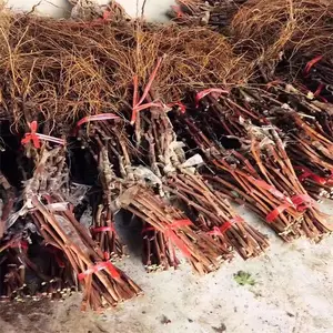 ���ֳ�������õ����������� ���۱��������õ����������