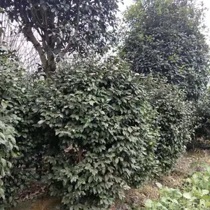 �軨����������� �軨�� �軨�� �� �Ĵ��軨����