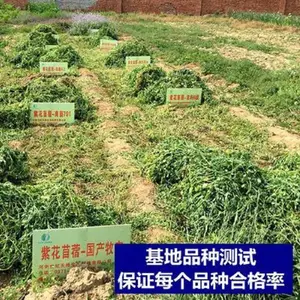 紫花苜蓿草种籽多年生四季南北方牧草种子芽苗菜养殖牛羊鱼草