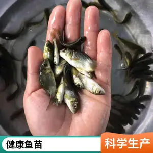 鲤鱼苗 裸鲤鱼苗 三道鳞良种 投喂简单 青草麦麸配合饲料均可