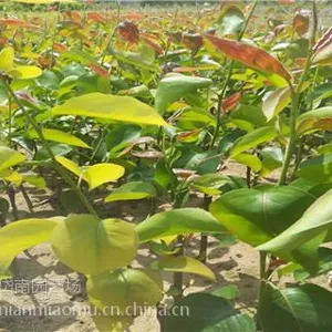 �ƹ������¼۸� �ƹ��������Ǯһ�� ɽ��ʡ�ʹ�������������