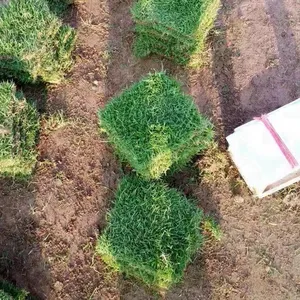 广东茂名 马尼拉草皮 百慕大草坪出售价格 采购价格