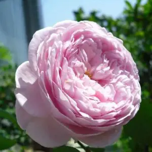 两年的月季花价格-月季花价格-天润月季(查看)