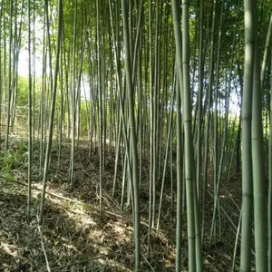 绿化苗木 刚竹 刚竹价格 刚竹哪里便宜 绿化刚 刚竹基地