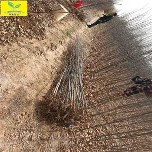 ������������ ��Ҷ���� 1���������������� 2���ֺ�������
