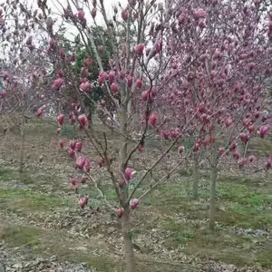 6���ֺ������۸�