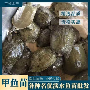 甲鱼苗中华甲鱼苗日本甲鱼台湾水鱼苗鱼苗基地