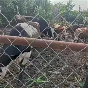 �ѳ��ȶ�п����˿����������������ֳ��ţ������������԰Χ����