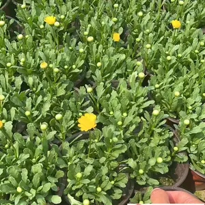 黄晶菊花卉苗木批发 成都时令草花批发基地 黄晶菊大杯小杯苗价格 量大价优