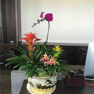 北京绿植销售公司北京绿植租赁