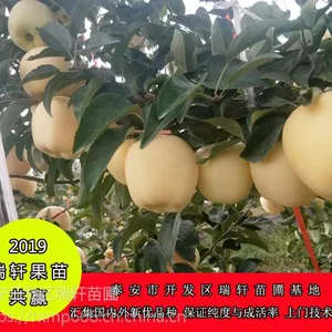矮化维纳斯黄金苹果苗价格 2年维纳斯黄金苹果苗基地