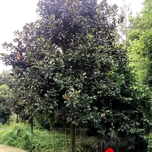 �ɶ���������_�������ֹ������_����Ʒ�������ɶ���ľ_����԰�ճ�