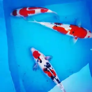 海盐专业出售各类锦鲤 锦鲤鱼苗 浙江养殖基地 淡水鱼