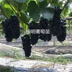 藤稔葡萄苗多少钱-藤稔葡萄苗-根明葡萄苗基地