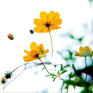 硫华菊花种子 批发鲜花卉植物种子 园林绿化景观工程种籽