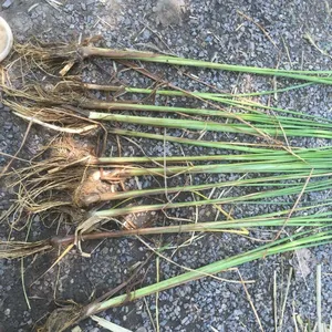 供应供应香蒲 香蒲苗 香蒲种苗 香蒲价格 香蒲苗价格