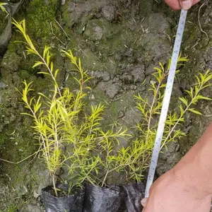 �㽭ǧ���С����أ��������۸߶�25�������ϵĹ�����