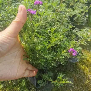 细叶美女樱小杯苗 美女樱大杯苗 美女樱基地 美女樱批 发