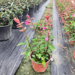 �Ĵ��� ��һ������� �� ��һ����������Ӧ �� ��һ������