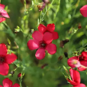 北京绿鑫花种红亚麻