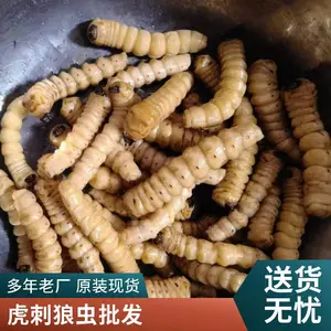 千年鸟不踏树 鸟不踏树的种植技术指导