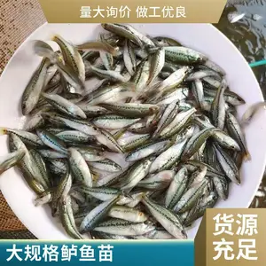 加州鲈鱼苗 生长快产量高 全国多地可发货 规格齐全 鲲腾水产