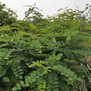 陕西汉中刺槐树苗基地 哪里有刺槐树苗 陕西汉中刺槐苗批发