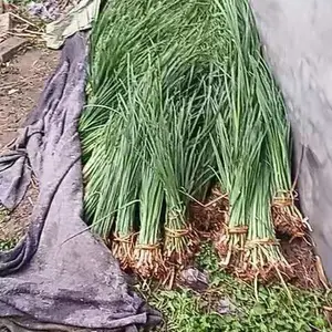 基地供应水生植物香蒲苗 水菖蒲盆苗 花叶香蒲小苗