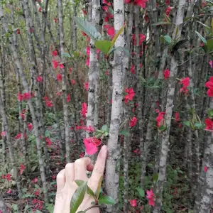 ���������������� 2�׸��������� 3�׸������������� ���ź���