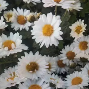 菊花苗的种植方法 菊花苗种植后的管理方法 种植菊花苗的前景,