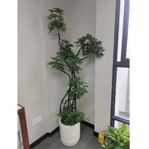 ��������ҵ��ֲ�����ļҺ� �ͻ����� �Ϻ��۷�԰�վ�����ƹ�Ӧ