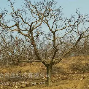 �����ɽ�����
