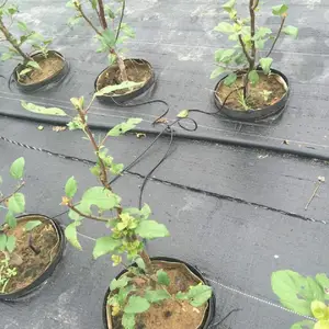 果树防草地布厂家 支持定制