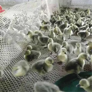 ����ϩС�׹����� �Ӻ���ŵ��� ��ɫģ��������