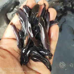 �������Э�����ճ�Ʒ ��������һ��1000�� �ʻ���������