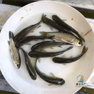 ��ˮ���๤�������� ���������� �׽�������