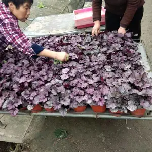 供应成都矾根花卉 精品包装 数量充裕矾根杯苗基地