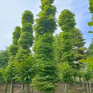 ����18����СҶ������� ��骻���ֱ�� ������ ȫ�����