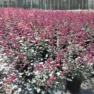 20-50高超 级 一串红盆苗 加仑杯的一串红批 发 盆花基地