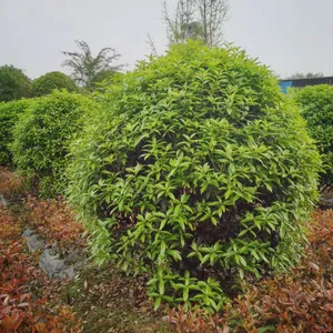成都桂花笼子,丛生桂花,冠幅1-3.5米