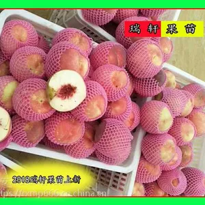 晚熟新品金秋红蜜桃苗多少钱?专业嫁接苗