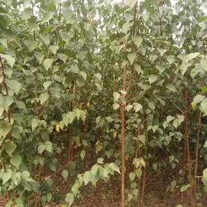 河北杏树苗河北桃树苗河北花椒苗石家庄杏树苗优质杏树苗批发